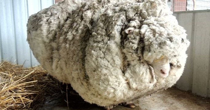 С потерявшейся овцы в Австралии состригли 40 килограммов шерсти