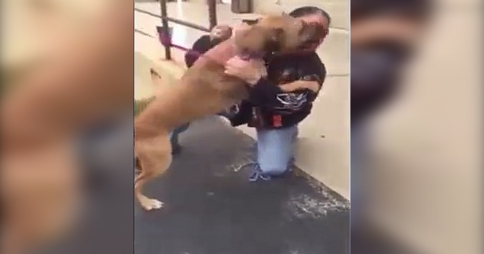 Реакция собаки, встретившей хозяина после разлуки, растрогала Интернет  