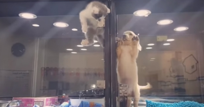 Видео побега котенка к другу-щенку покоряет Интернет