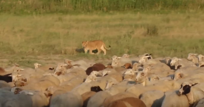 Львица пасет стадо овец в Дагестане