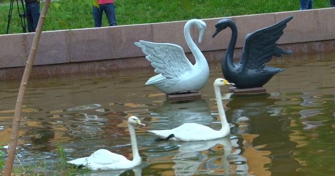 Пару лебедей поселили в пруду Алматы