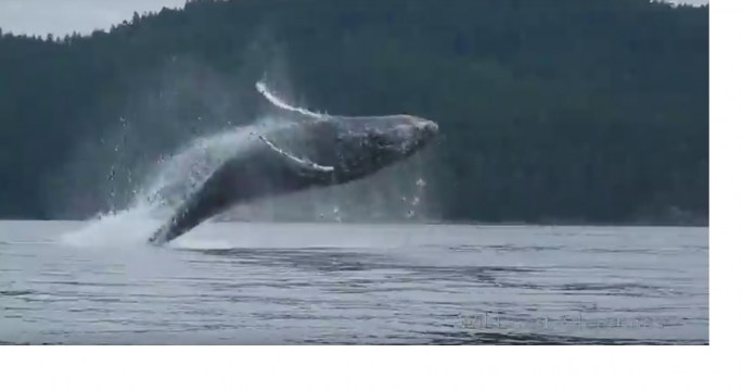 Горбатые киты шокировали байдарочников в Канаде