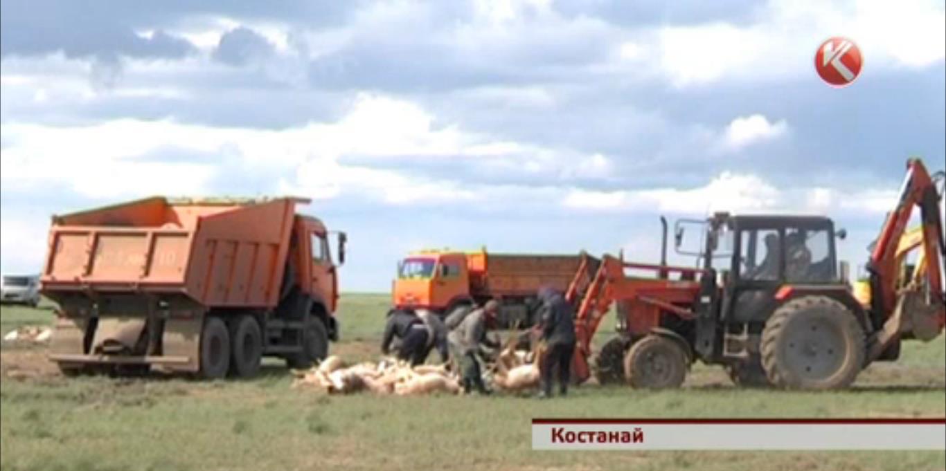 На месте массовой гибели сайгаков найден таинственный шар