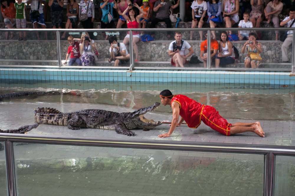 Шоу крокодилов посещает каждый турист в Таиланде.