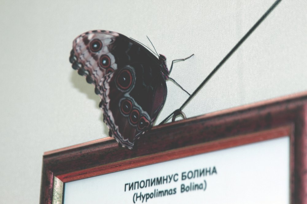 На выставке бабочек в Алматы. ©Айжан Тугельбаева