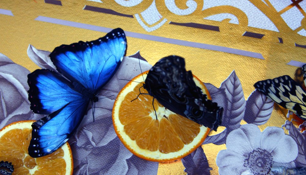 Выставка тропических бабочек работает каждый день с 10.00 до 18.00 до 28 января 2015 года. ©Айжан Тугельбаева