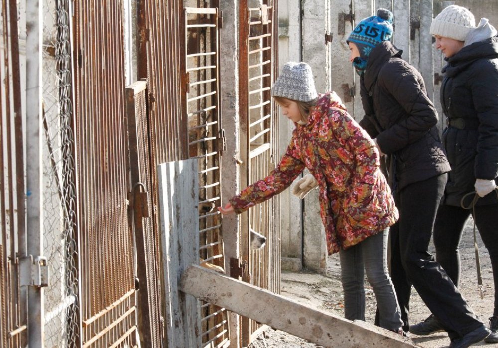 Каждую неделю в приют для собак "ДОС" за много километров из города приезжают друзья-волонтеры, чтобы выгулять и пообщаться с брошенными собаками.