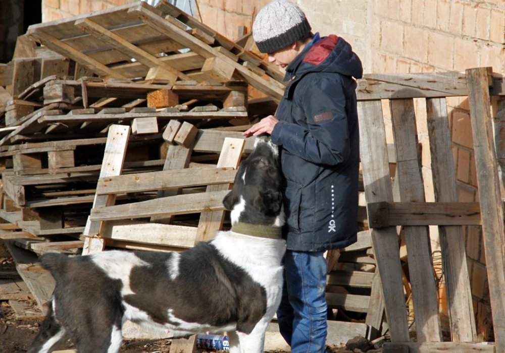 Волонтеров в приюте стабильно 10 человек. Получается, что в среднем на каждого приходится 13 собак.