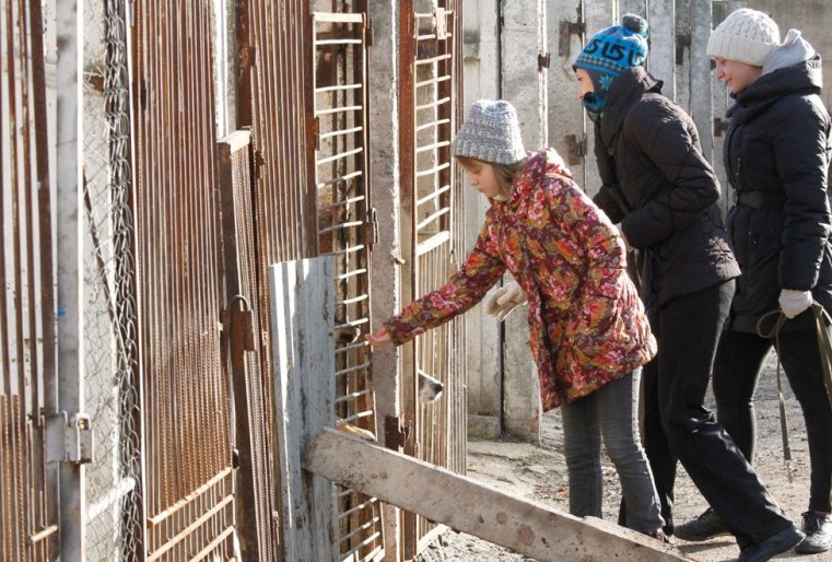 Каждую неделю в приют для собак "ДОС" за много километров из города приезжают друзья-волонтеры, чтобы выгулять и пообщаться с брошенными собаками.