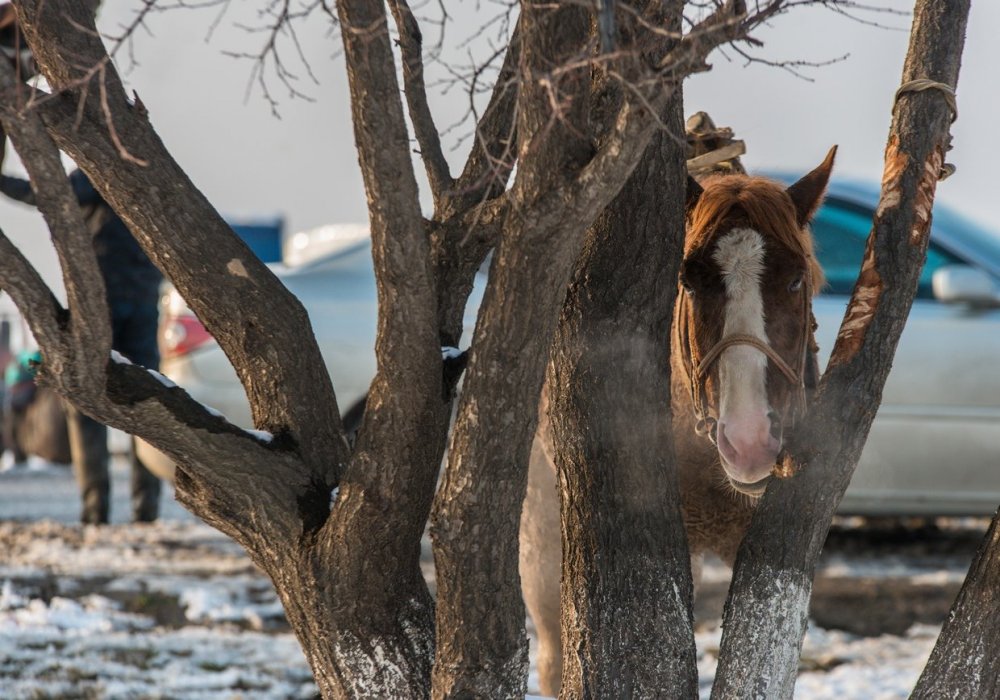 Турар Казангапов ©