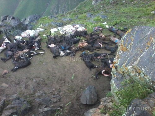 Почти 300 овец погибли из-за молнии в Кыргызстане
