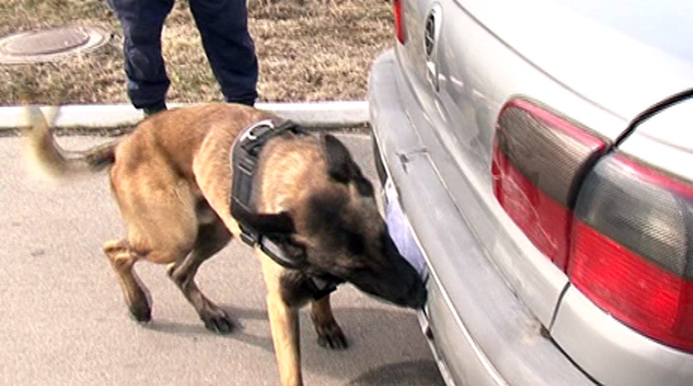 Досмотр автомобиля на наличие наркотиков со служебной собакой. ©tengrinews.kz