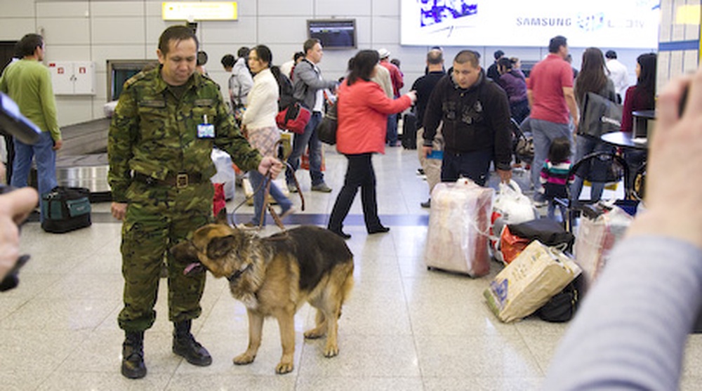 Служебная собака ищет следы наркотических веществ в пассажирском терминале аэропорта. ©Мария Андреева