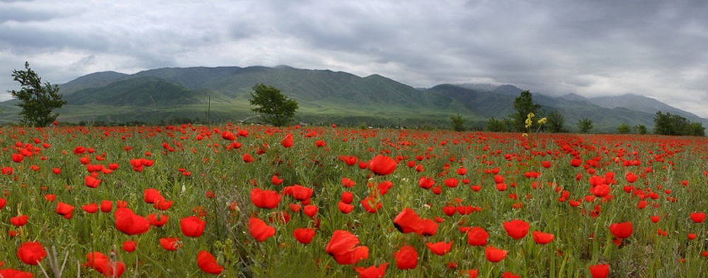 Казахская степь. Фото с сайта proza.ru