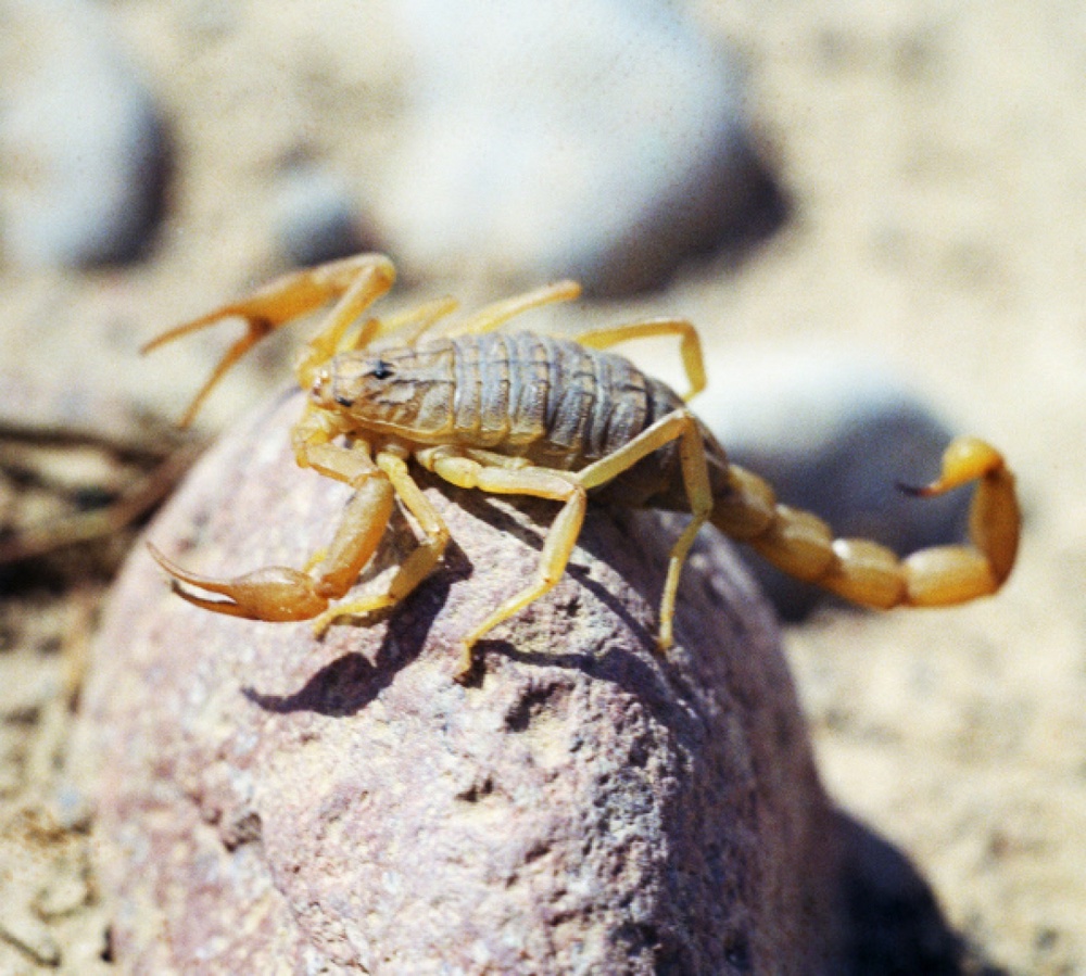 Укус скорпиона вызывает сильнейший болевой синдром. ©РИА НОВОСТИ