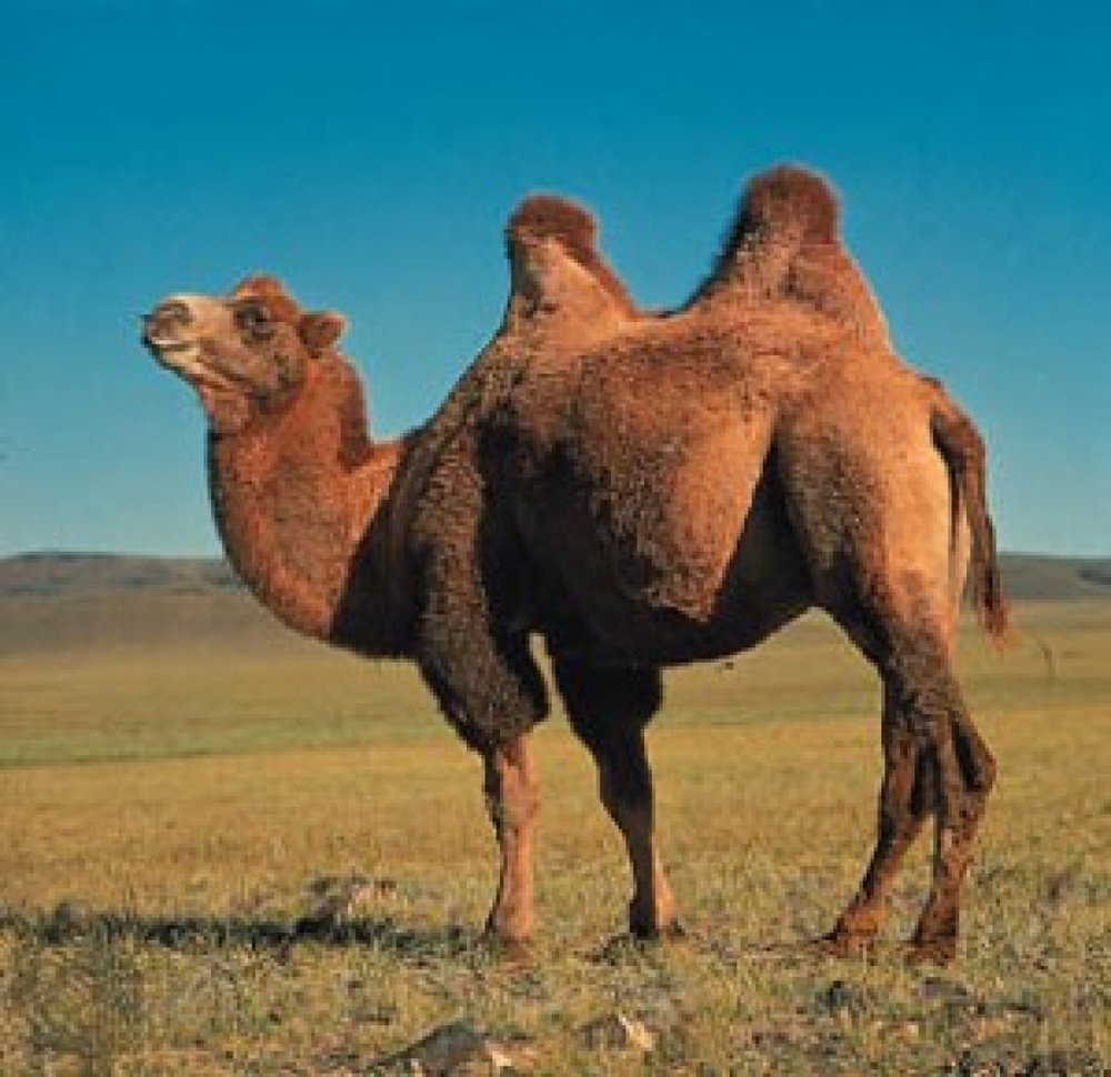 Фото с сайта camelus.info