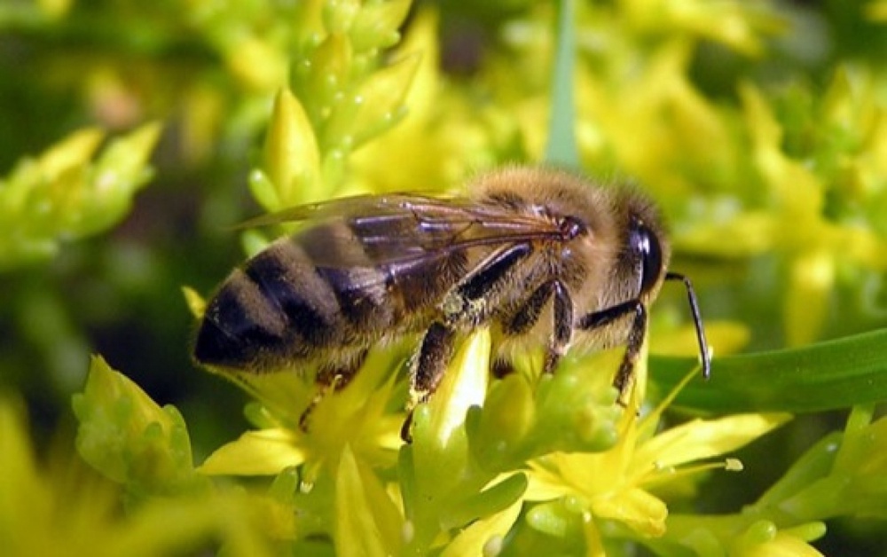 "Африканизированная" медоносная пчела. Фото с сайта xradar.ru