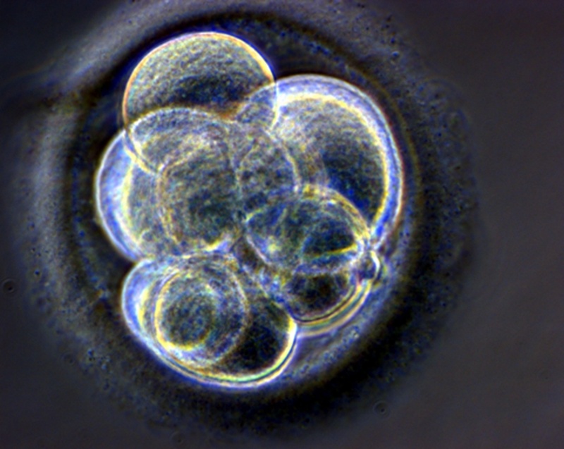 Клонированный эмбрион. ©REUTERS