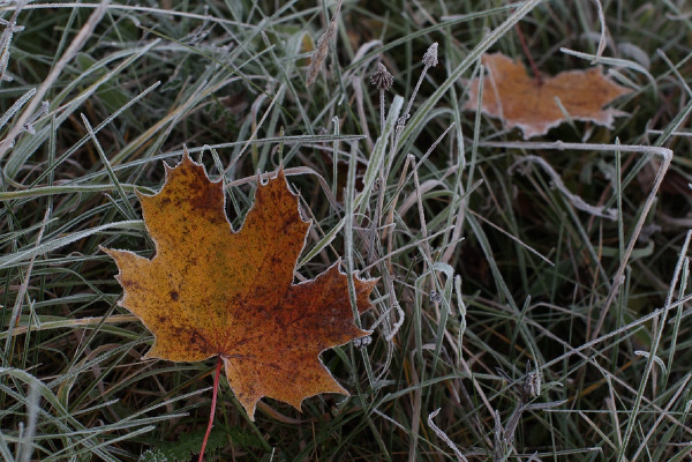 Осенние заморозки. ©РИА Новости