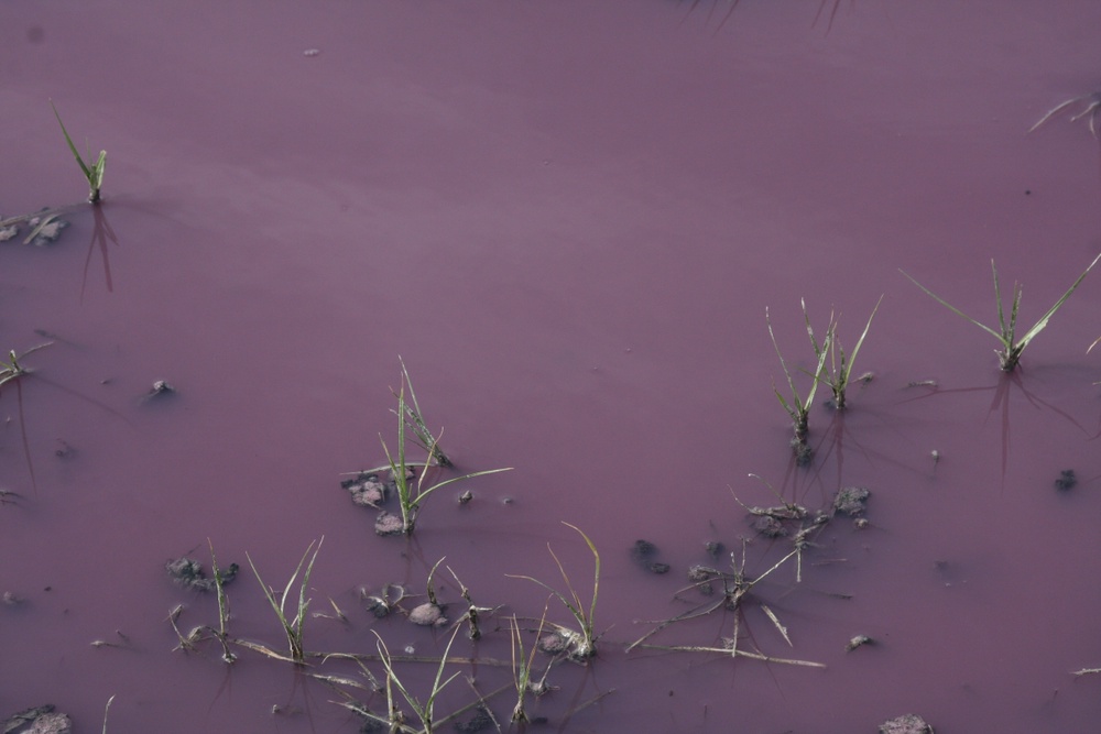 Вода в озере - цвета марганцовки. Фото Галима Габдуллина