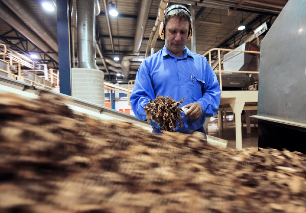 Производство сигарет. Этап сушки табачных листьев. ©РИА Новости