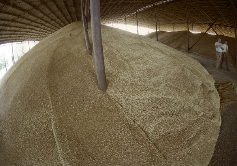 Зерно на хлебоприемном пункте. Фото ©РИА НОВОСТИ