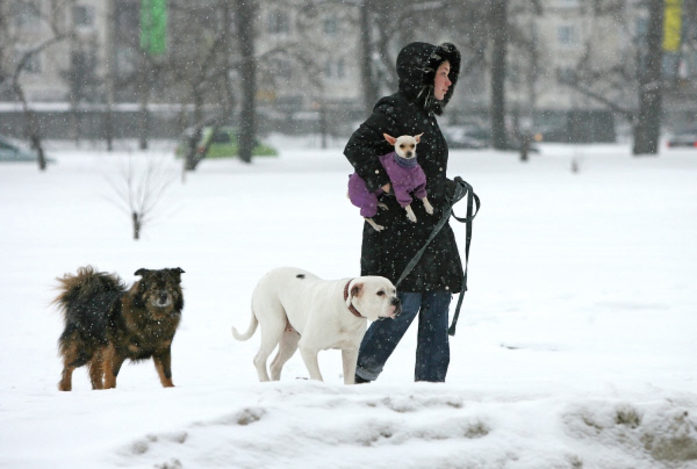 Девушка прогуливается с тремя собаками. Фото ©РИА НОВОСТИ