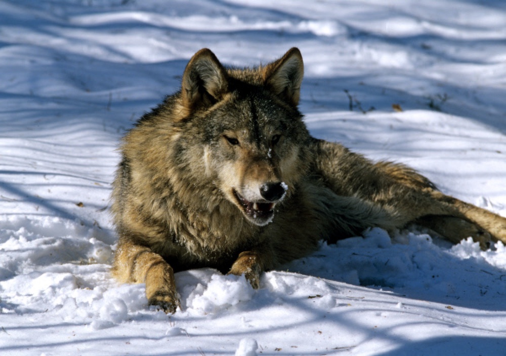 Волк. Фото ©РИА НОВОСТИ