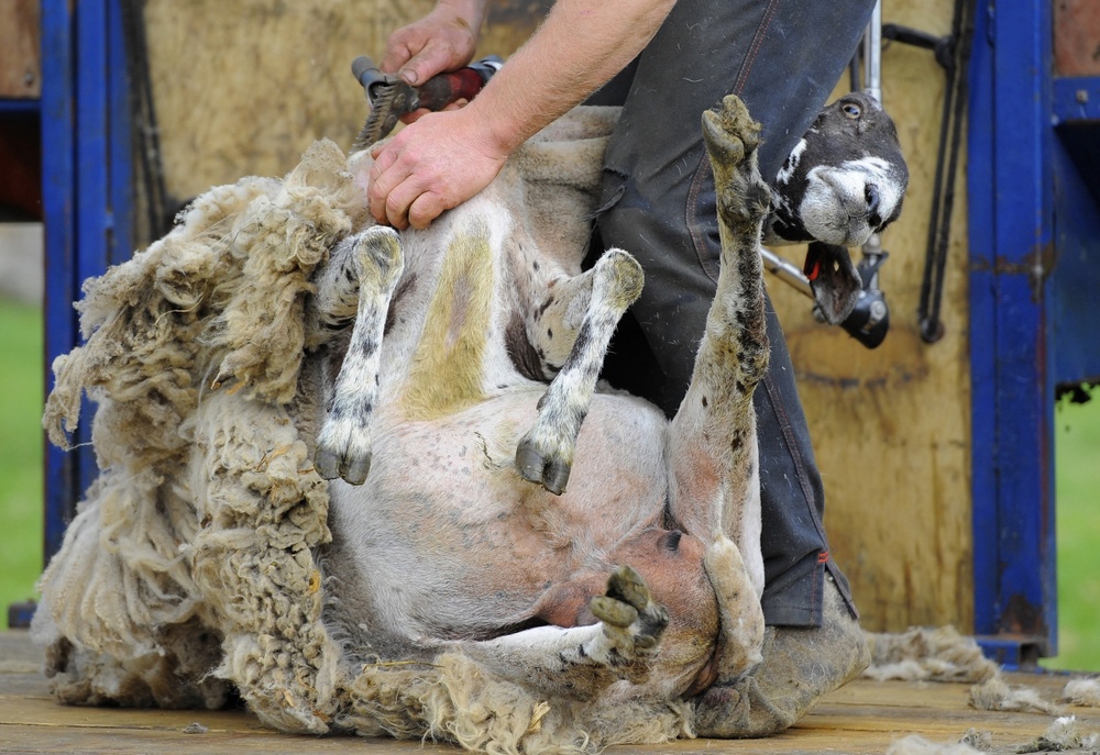 Стрижка овец. Фото REUTERS/Nigel Roddis©