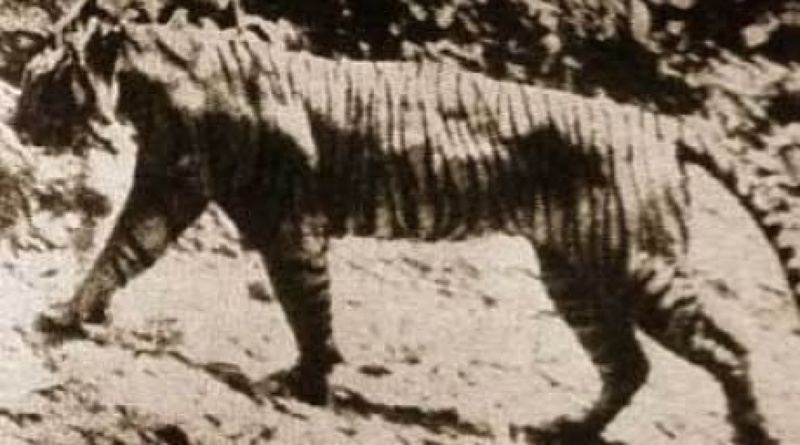 Туранский тигр, когда-то обитавший на территории Средней Азии. Фото с Википедии