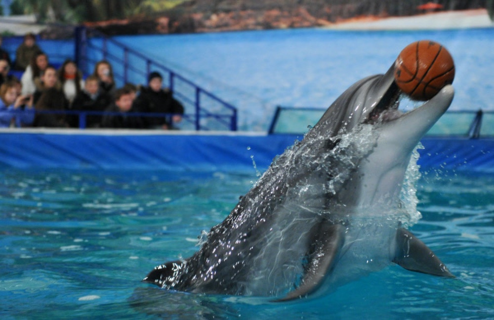 Дельфинарий. Фото ©РИА НОВОСТИ