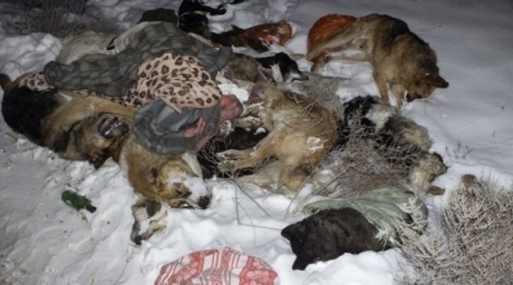 Мертвые собаки. Фото с сайта vkontakte.ru