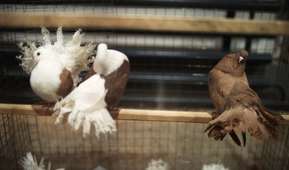 Породистые голуби. Фото ©РИА НОВОСТИ