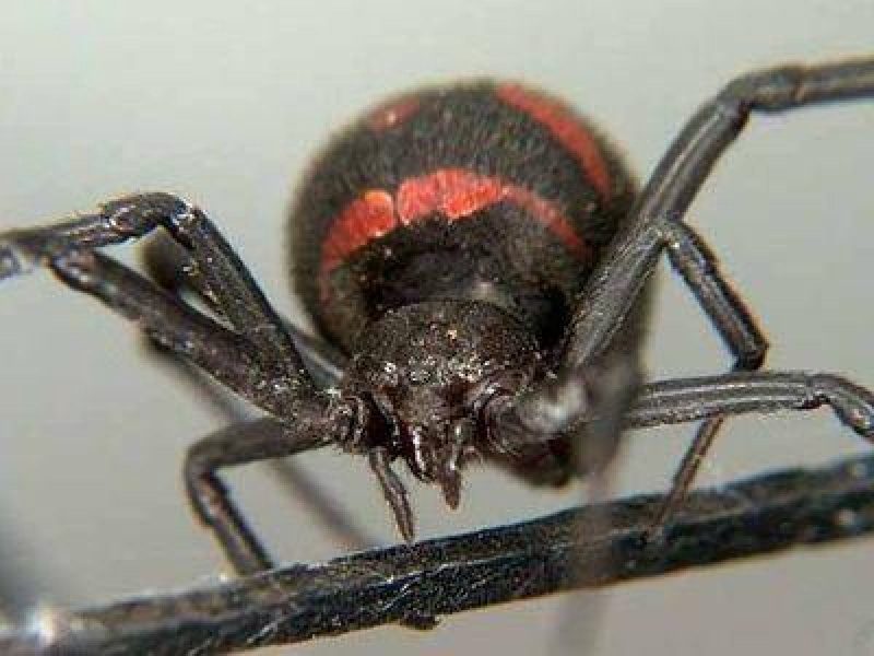Ядовитые пауки абхазии фото