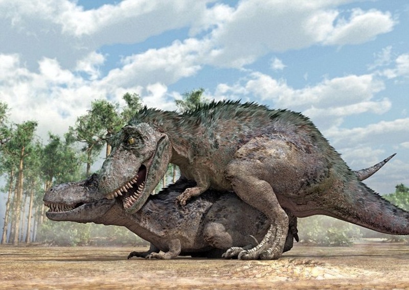 Тираннозавры, как и большинство динозавров спаривались "по-собачьи". Иллюстрация с сайта dailymail.co.uk