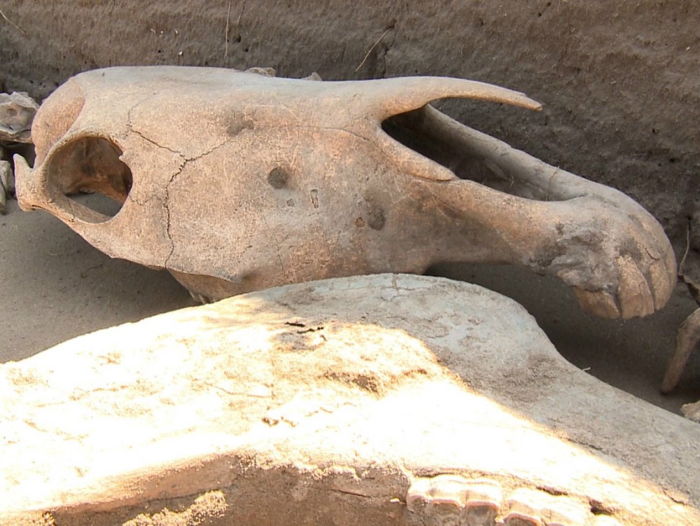 Череп животного раскопанный на "Борлы-5". Фото Tengrinews