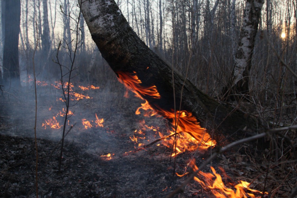 Лесной пожар. Фото ©РИА Новости