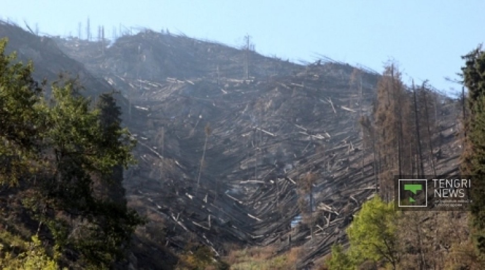 Последствия пожара в Иле-Алатауском природном парке. Фото ©Владимир Прокопенко