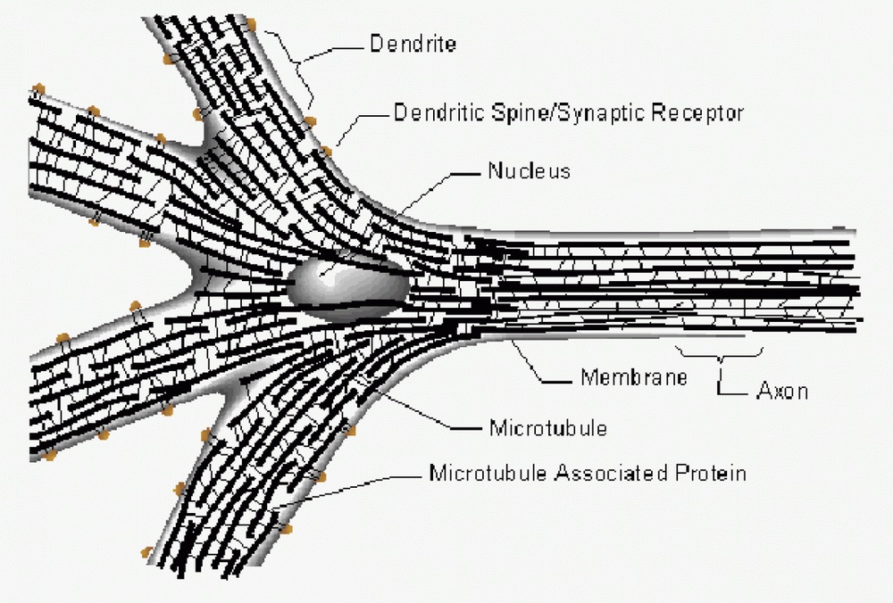 Схематической изображение нейрона с микротрубочками.
Фото с сайта quantumconsciousness.org