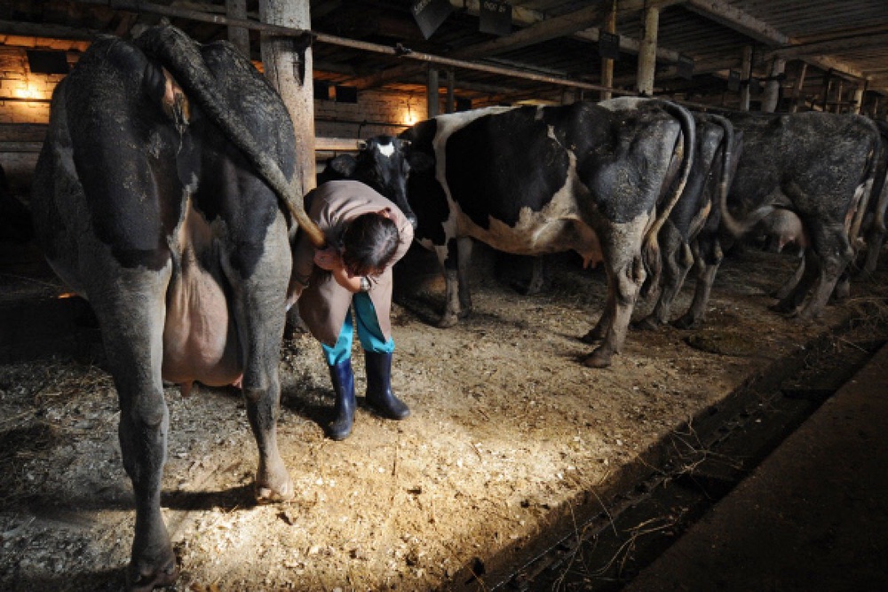 Врач ветеринарной лечебницы осматривает вымя коровы. Фото ©РИА Новости