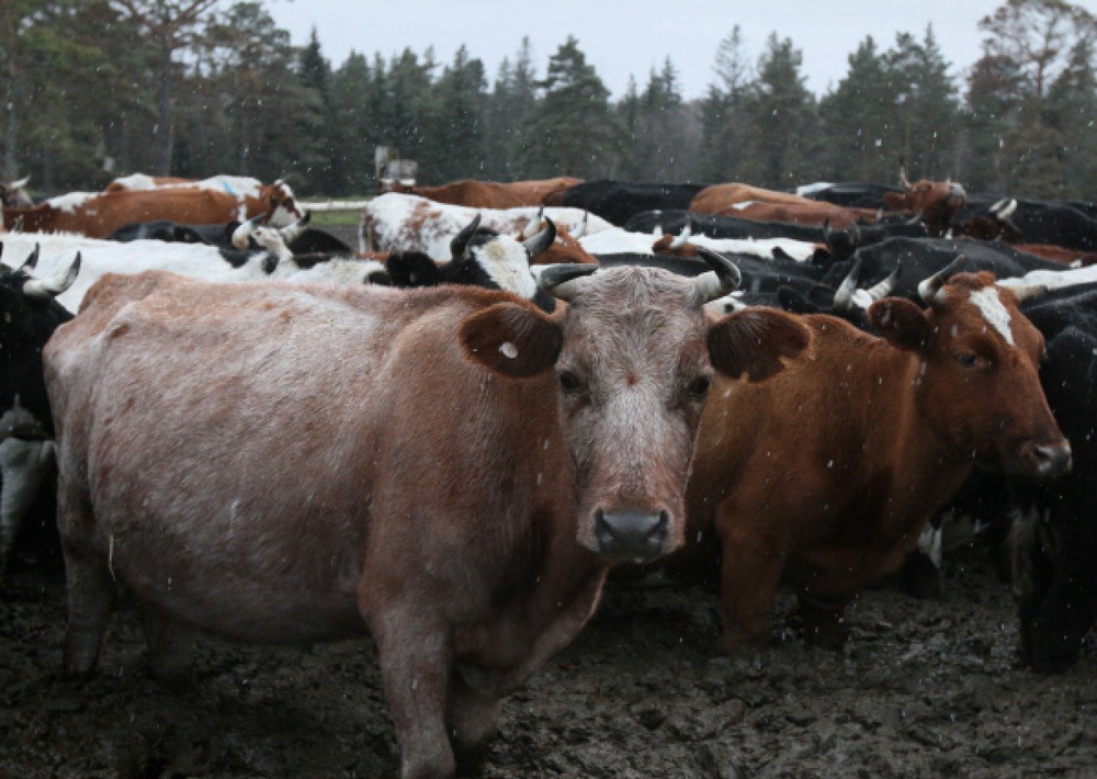 Крупный рогатый скот. Фото РИА Новости©