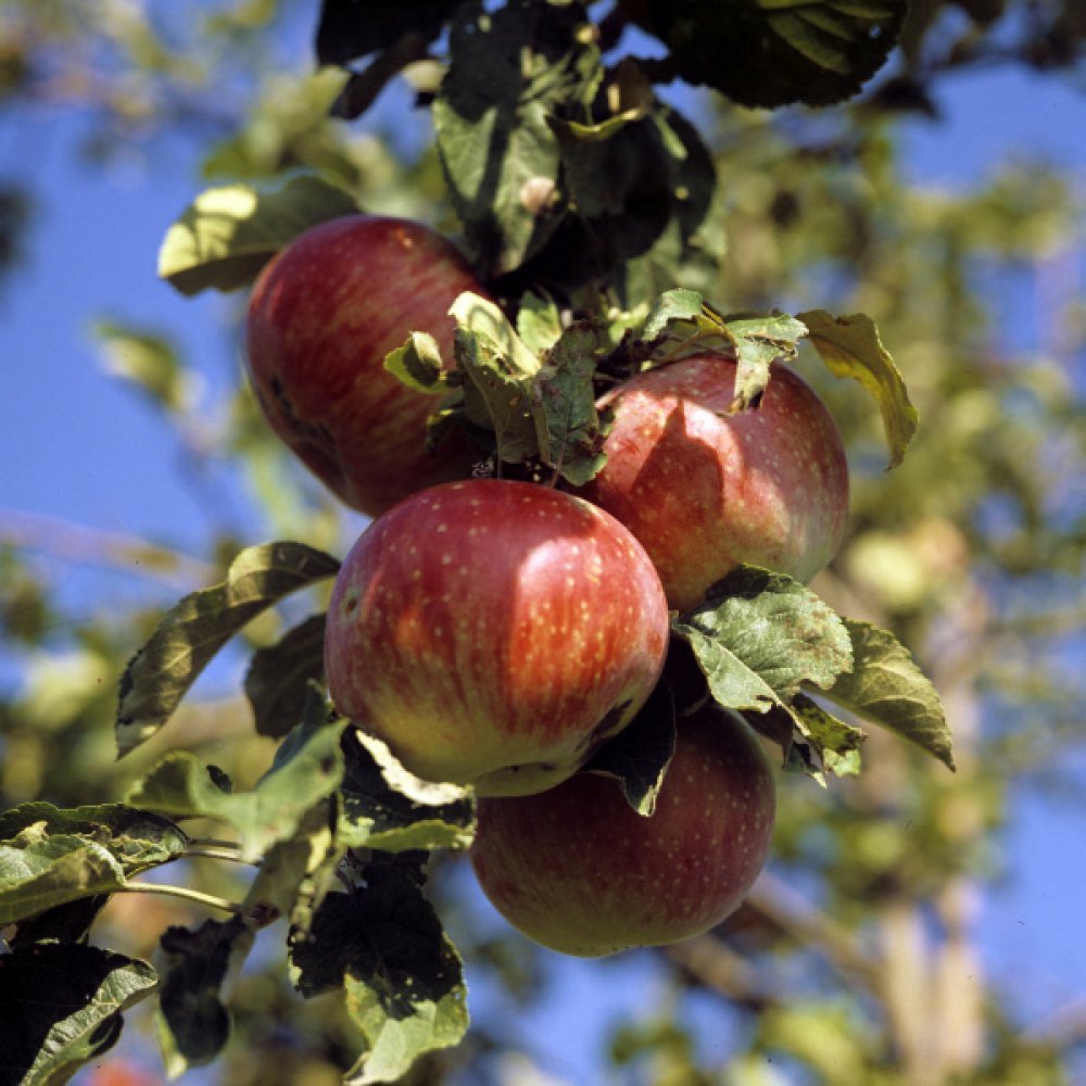 Яблоки сорта алматинский апорт. Фото ©РИА Новости