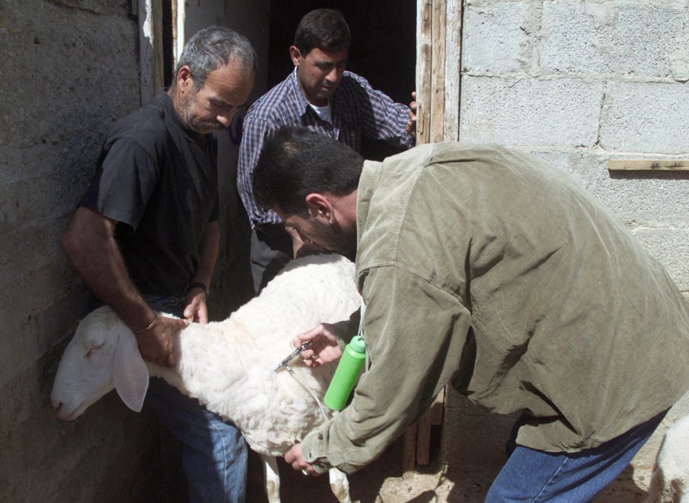 Вакцинация овцы. Фото ©REUTERS