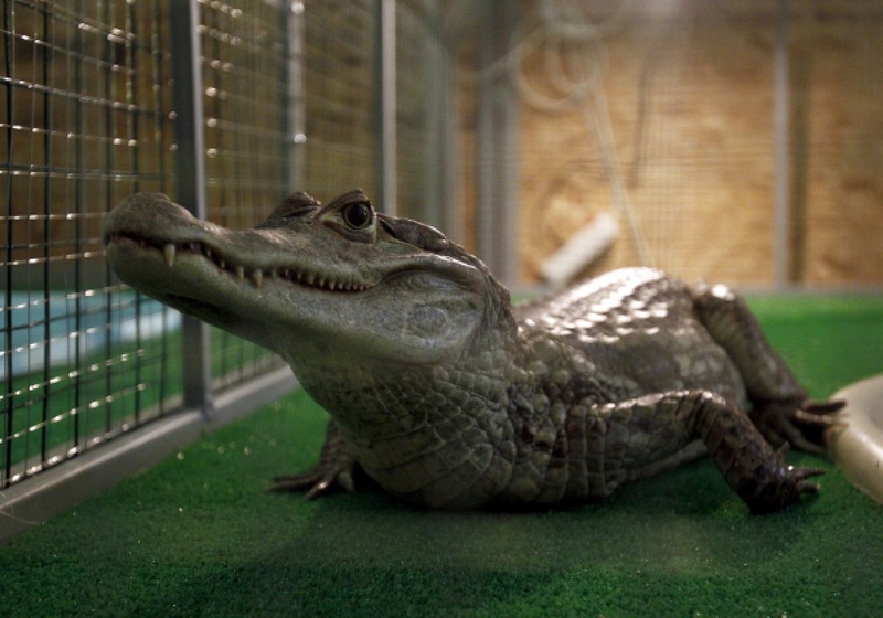 Крокодил. Фото ©РИА Новости