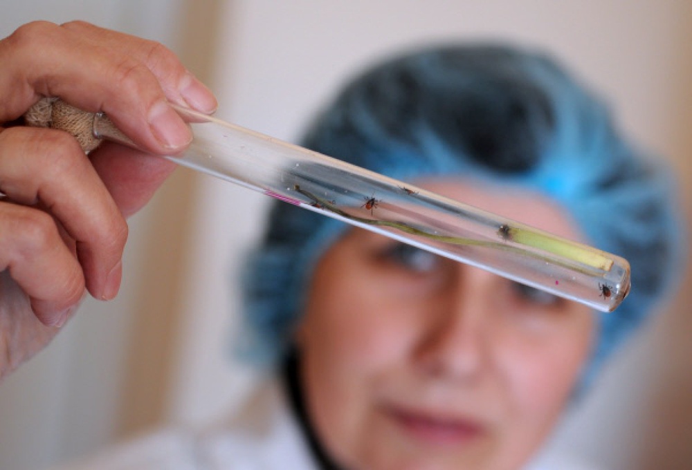 Сотрудница паразитологической лаборатории держит колбу с клещами. Фото ©РИА Новости
