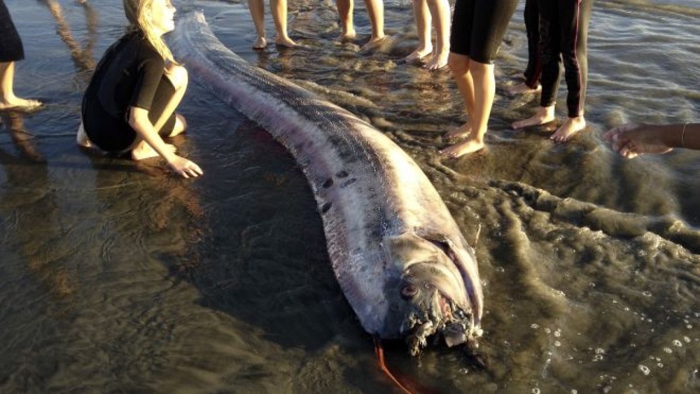 Вторую ремень-рыбу выбросило на пляже в Калифорнии. Фото с сайта foxnews.com