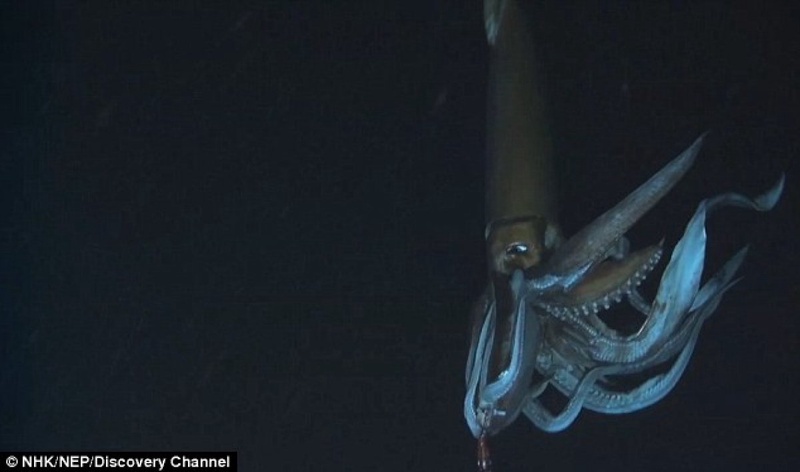 Изображение гигантского кальмара, сделанное японскими учеными