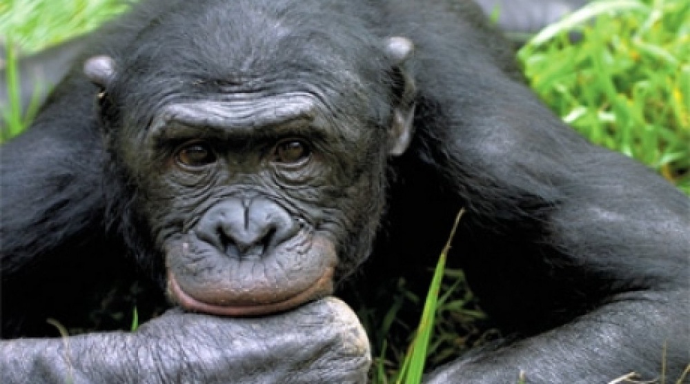 Суд Нью-Йорка рассмотрит вопрос о наделении шимпанзе правами человека