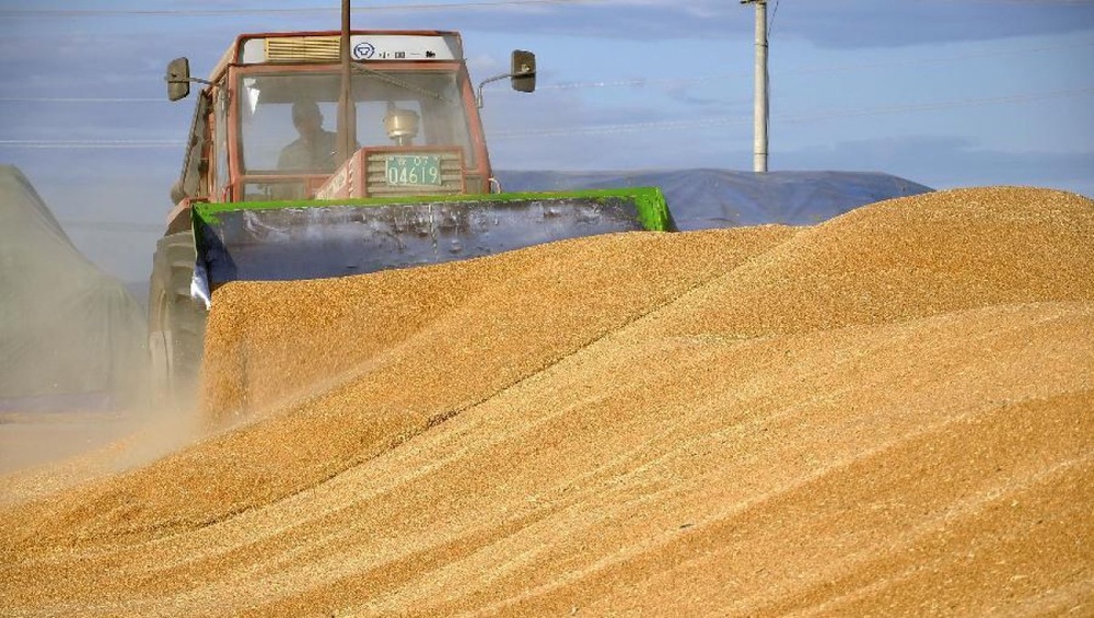 Глава Минсельхоза предлагает отказаться от субсидирования экспорта зерна