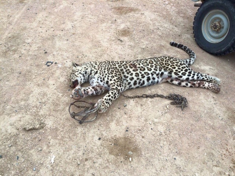 Убитый леопард. Фото из социальных сетей.